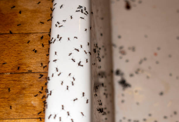 Best Mosquito Control Services  in Callahan, FL