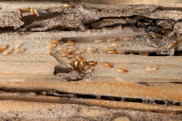 Best Bed Bug Extermination  in Callahan, FL