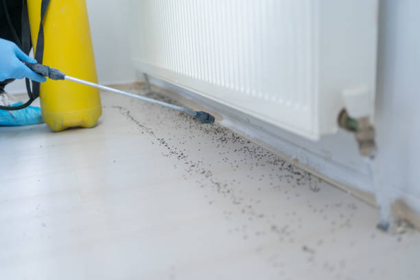Best Flea Control Services  in Callahan, FL